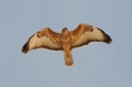 Steppebuizerd 1